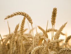 Northern Provinces Kick Off Grain Harvest Season With Promising Early Indicators Northern Provinces Kick Off Grain Harvest Season With Promising Early Indicators