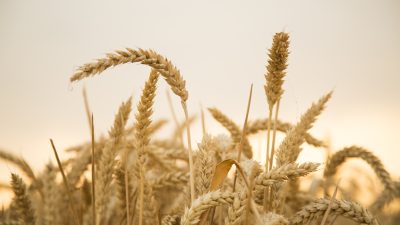 Northern Provinces Kick Off Grain Harvest Season With Promising Early Indicators