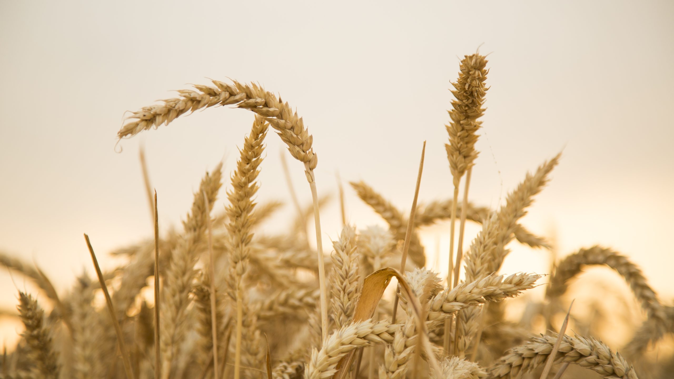 Northern Provinces Kick Off Grain Harvest Season With Promising Early Indicators