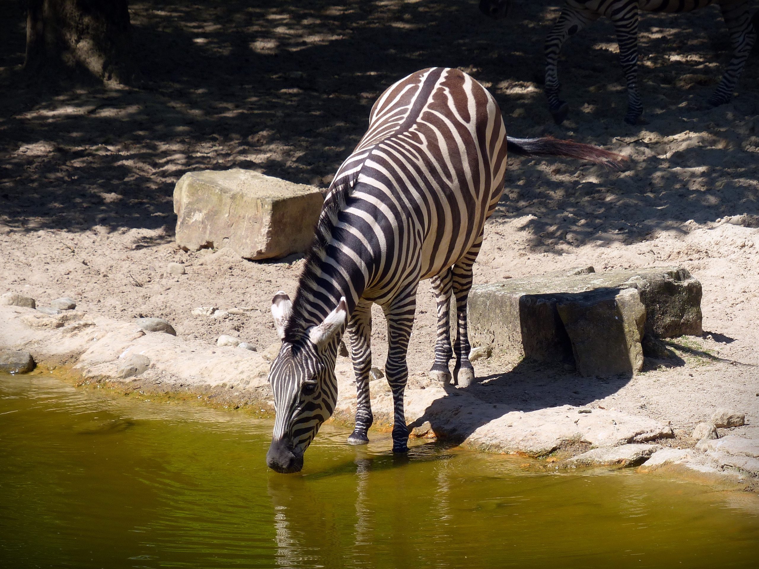 How to Keep Your Horse Hydrated and Prevent Dehydration During Hot Weather