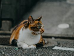 8 Tips Bawa Hewan Peliharaan Liburan dengan Nyaman