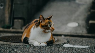 8 Tips Bawa Hewan Peliharaan Liburan dengan Nyaman