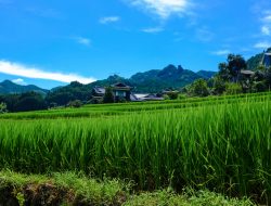 Japan Warns of Soaring Rice Scam Websites as Prices Climb