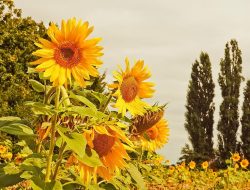 Captivating Japanese News: Sunflowers in Full Bloom Across Gunma Prefecture