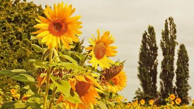 Captivating Japanese News: Sunflowers in Full Bloom Across Gunma Prefecture