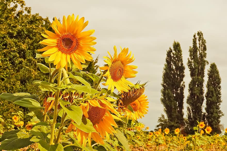 Captivating Japanese News: Sunflowers in Full Bloom Across Gunma Prefecture