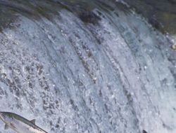 Swim Upstream: Charting Your Course Against the Tide (International Edition)