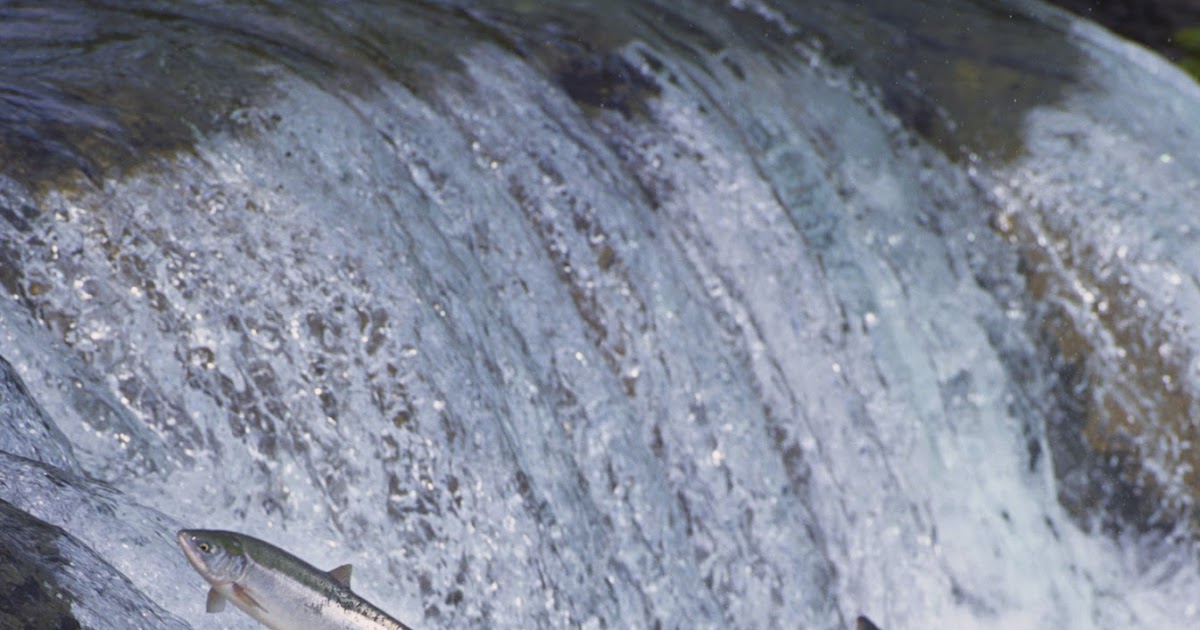 Swim Upstream: Charting Your Course Against the Tide (International Edition)