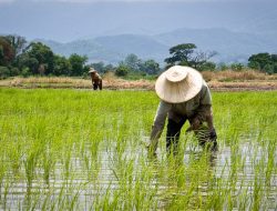 Troubled EV Firm Neta Faces Potential Repayment of Thai Subsidies