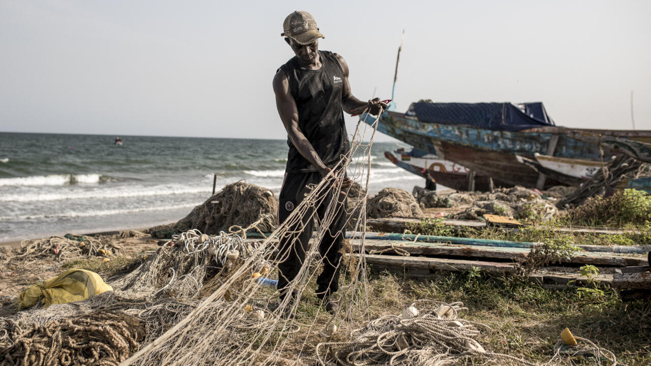 Europe’s Hunger for Farmed Fish Devastates Gambia’s Coast