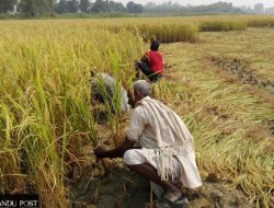 Rice Farmers’ Yield Boost Strategies