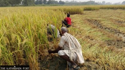 Rice Farmers’ Yield Boost Strategies
