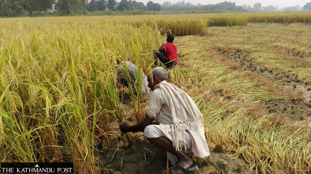 Rice Farmers’ Yield Boost Strategies