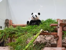 Fans Say Emotional Goodbye to 4 Giant Pandas at Japanese Zoo Ahead of Their Return to China Fans Say Emotional Goodbye to 4 Giant Pandas at Japanese Zoo Ahead of Their Return to China