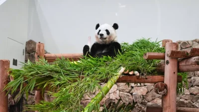 Fans Say Emotional Goodbye to 4 Giant Pandas at Japanese Zoo Ahead of Their Return to China
