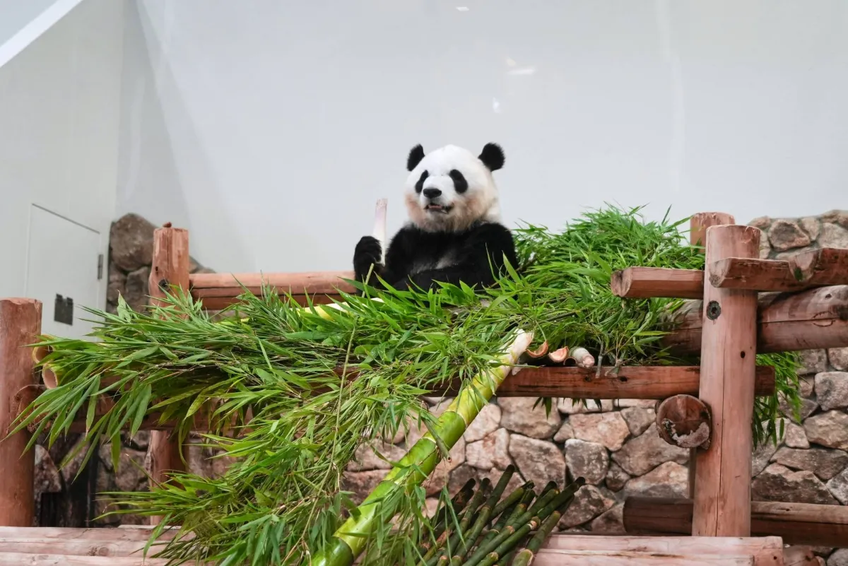 Fans Say Emotional Goodbye to 4 Giant Pandas at Japanese Zoo Ahead of Their Return to China