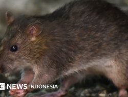 Dinkes Ciamis Temukan Tikus Bawa Hantavirus, Warga Diimbau Jaga Kebersihan
