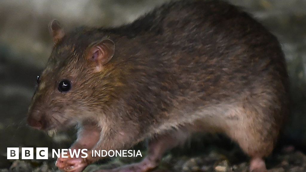 Dinkes Ciamis Temukan Tikus Bawa Hantavirus, Warga Diimbau Jaga Kebersihan