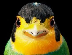 4 Fakta Unik Bugun Liocichla, Burung Cantik yang Langka dari India! 4 Fakta Unik Bugun Liocichla, Burung Cantik yang Langka dari India!