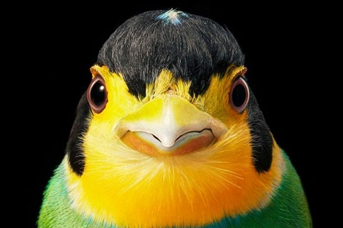 4 Fakta Unik Bugun Liocichla, Burung Cantik yang Langka dari India!
