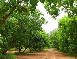 Hua Hin mango farm claims state land territory