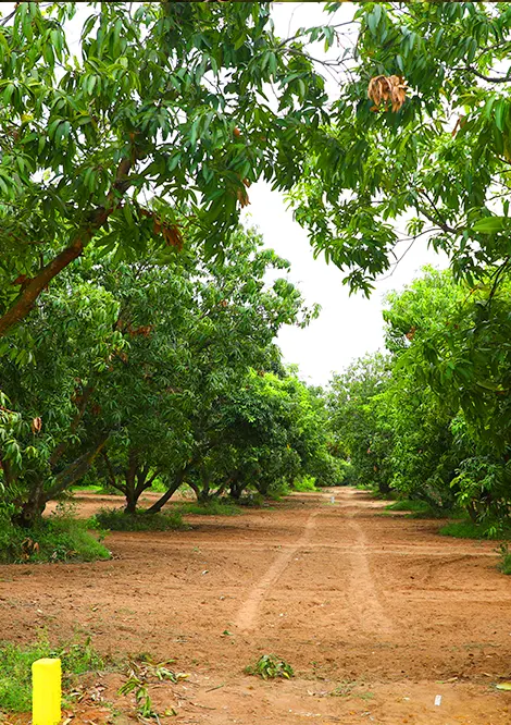 Hua Hin mango farm claims state land territory