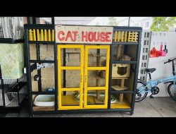 Pengasuh Kucing Liar di Jember yang Menyewa Rumah