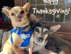 San Francisco Dog Rescue Lets Guests Snuggle Senior Dogs to Their Heart’s Content San Francisco Dog Rescue Lets Guests Snuggle Senior Dogs to Their Heart’s Content