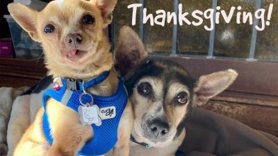 San Francisco Dog Rescue Lets Guests Snuggle Senior Dogs to Their Heart’s Content