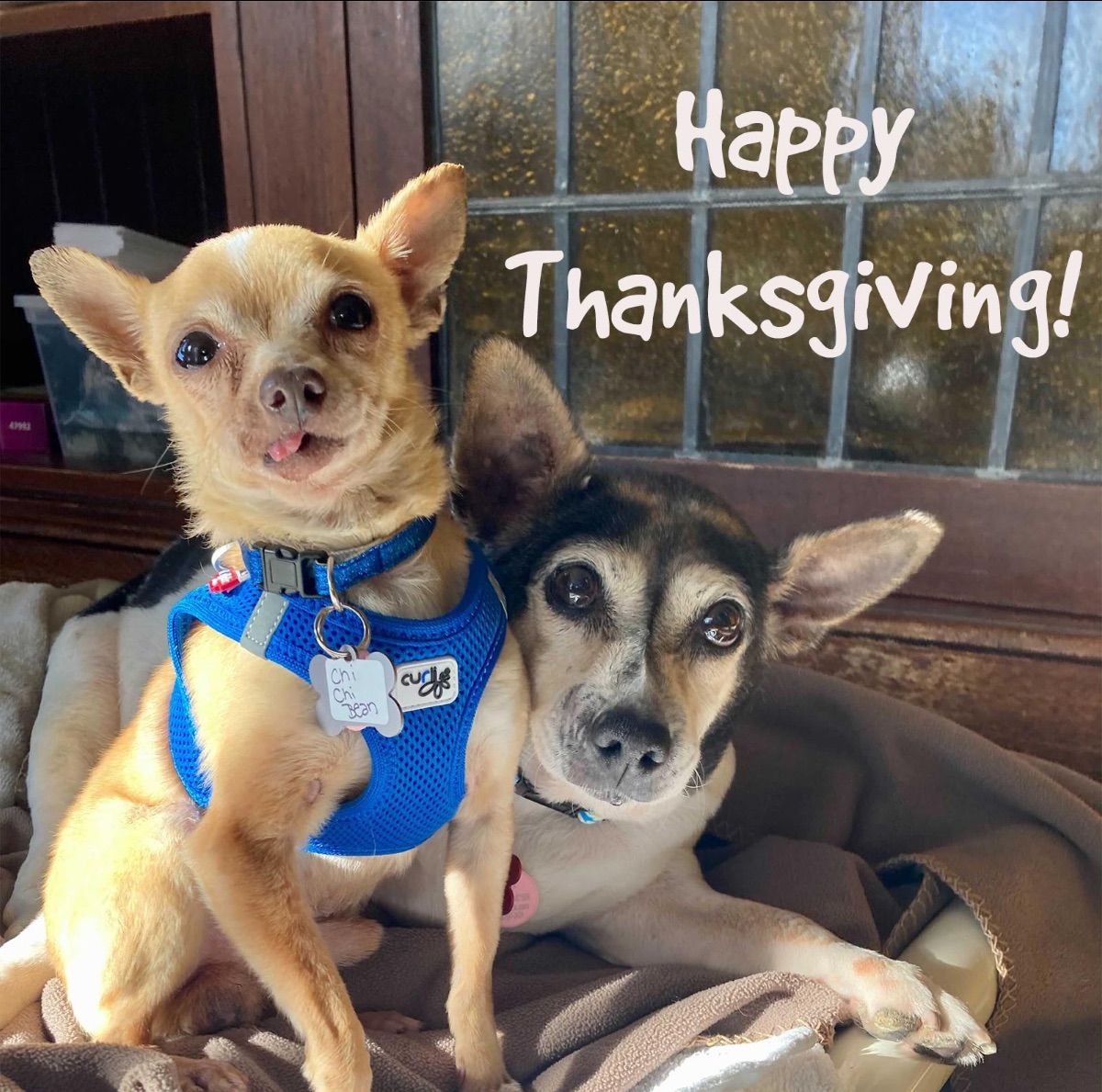 San Francisco Dog Rescue Lets Guests Snuggle Senior Dogs to Their Heart’s Content