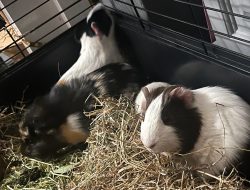Guinea Pigs Abandoned in South LA Need New Homes Guinea Pigs Abandoned in South LA Need New Homes