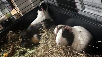 Guinea Pigs Abandoned in South LA Need New Homes