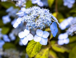 Mount Congreve Gardens Hosts Music Festival This Weekend