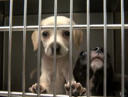 Wine and Whiskers: Supporting Sullivan County Humane Society