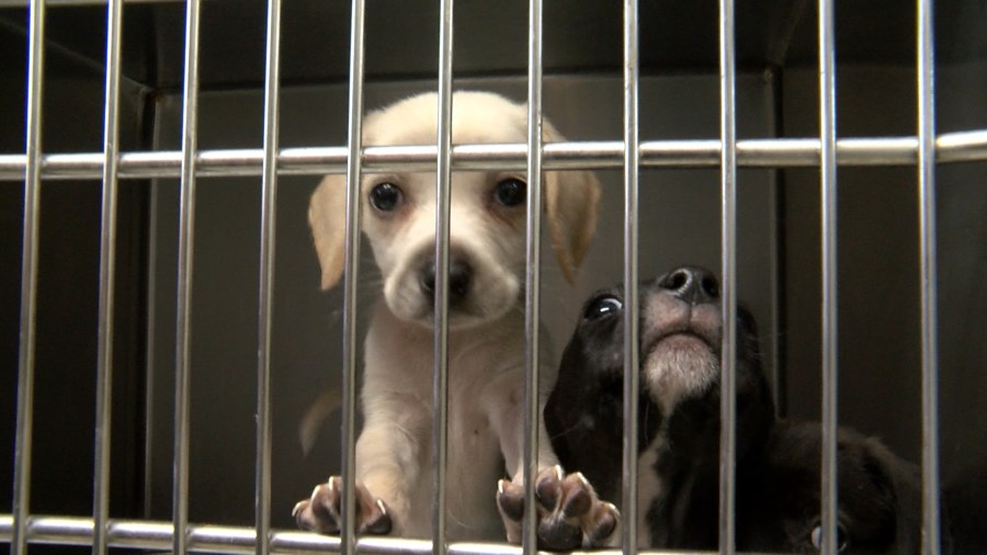 Wine and Whiskers: Supporting Sullivan County Humane Society