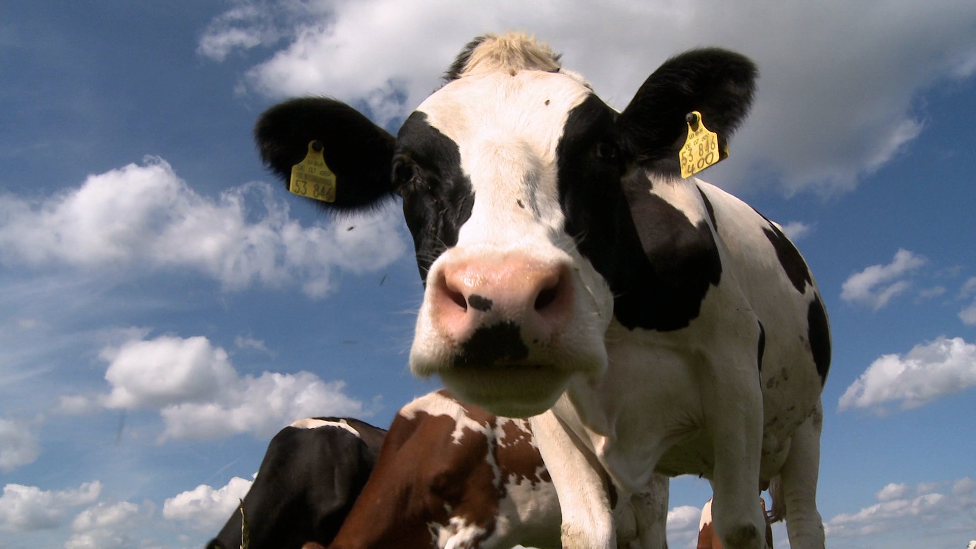 Ask a Met: Can Animals Forecast the Weather?