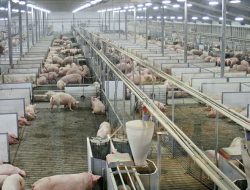 First legal ruling: Spain pig farm pollution violates residents’ human rights First legal ruling: Spain pig farm pollution violates residents’ human rights