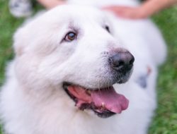 Great Pyrenees Joins Woman in Joyful Cat Urn Pickup
