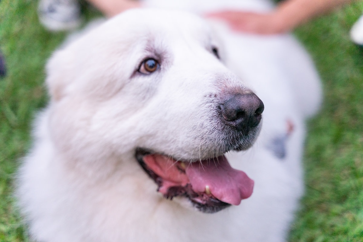 Great Pyrenees Joins Woman in Joyful Cat Urn Pickup