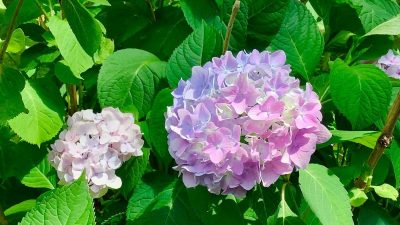 6 Hydrangea Secrets Experts Can’t Believe Are Real