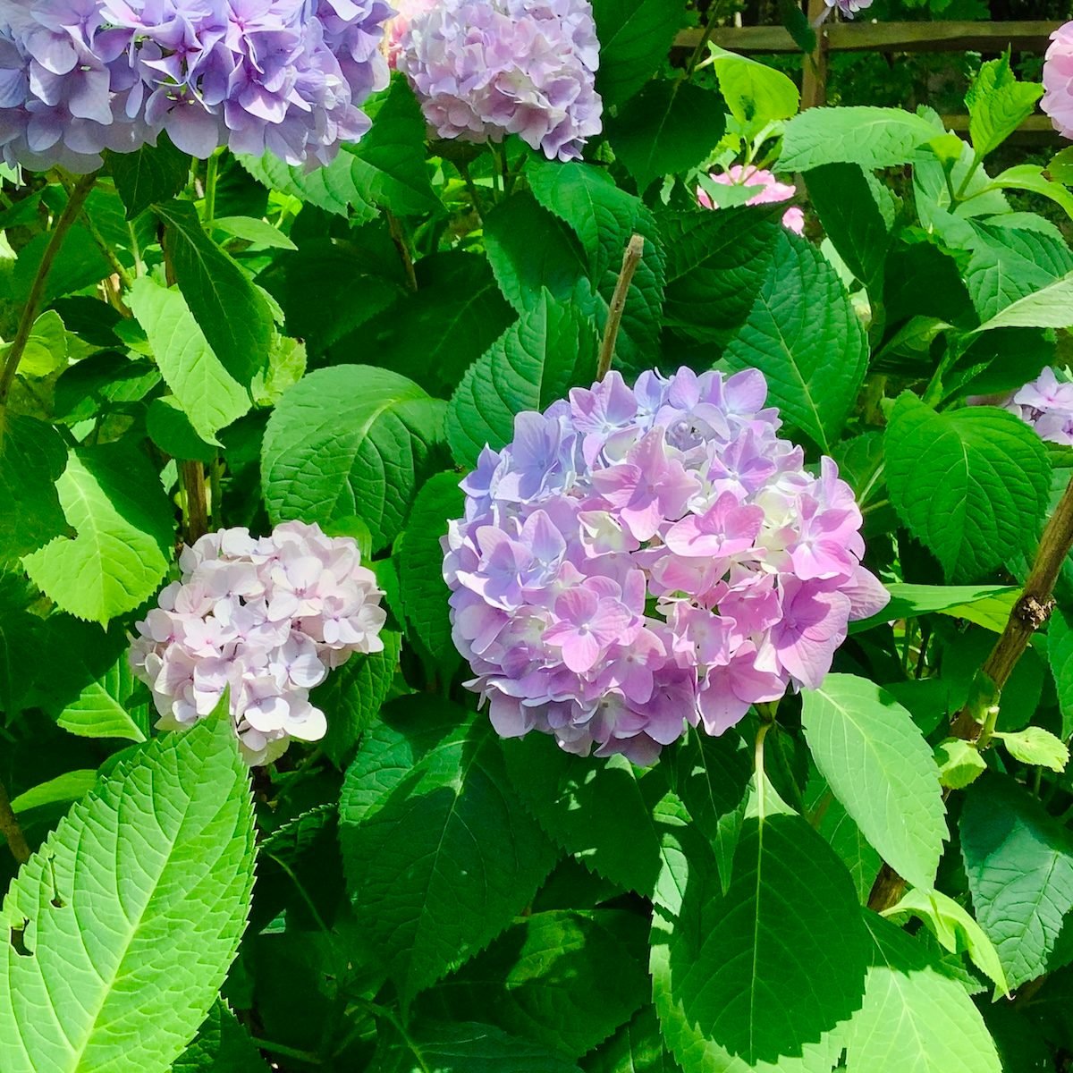 6 Hydrangea Secrets Experts Can’t Believe Are Real
