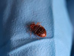 4 Michigan Cities Battle Bed Bugs: What You Need to Know 4 Michigan Cities Battle Bed Bugs: What You Need to Know