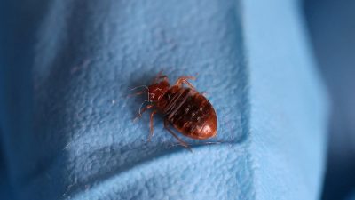 4 Michigan Cities Battle Bed Bugs: What You Need to Know
