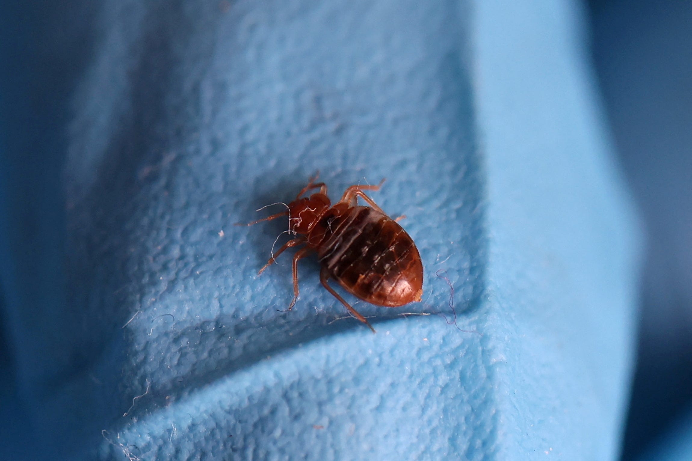 4 Michigan Cities Battle Bed Bugs: What You Need to Know