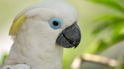 Cockatoo’s Struggle to Stay Awake After a Day of Chaos