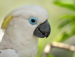 Cockatoo’s Struggle to Stay Awake After a Day of Chaos Cockatoo’s Struggle to Stay Awake After a Day of Chaos