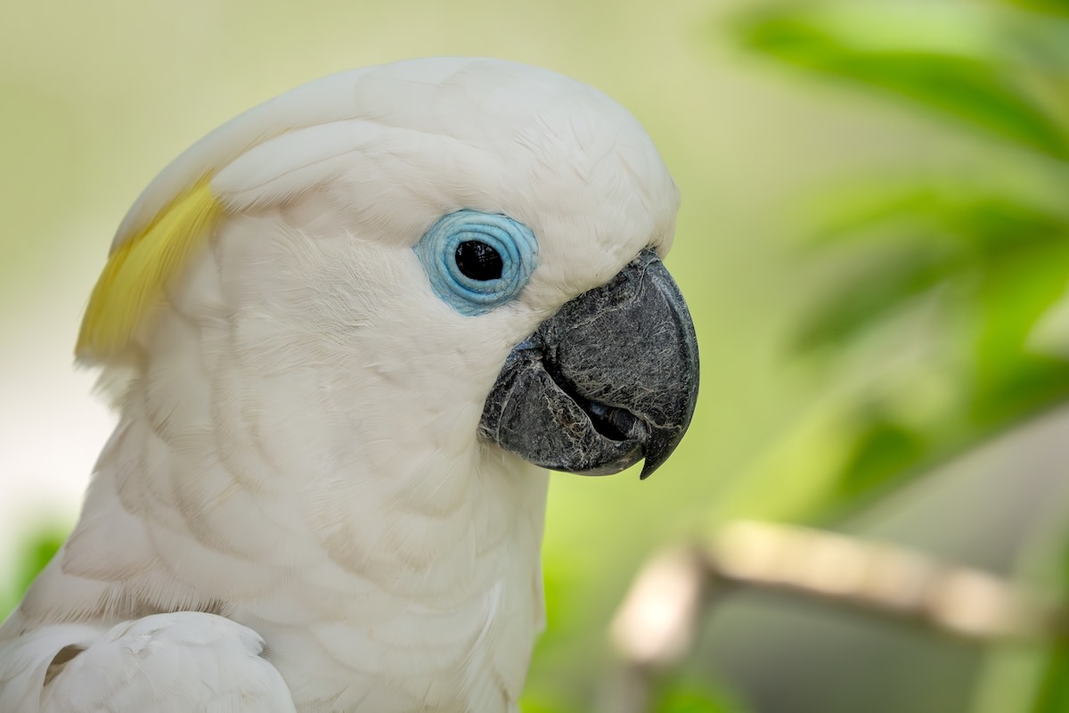 Cockatoo’s Struggle to Stay Awake After a Day of Chaos