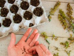 10 Essential Seed-Growing Tips 10 Essential Seed-Growing Tips