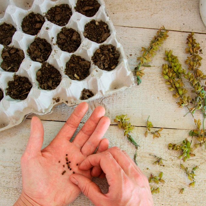 10 Essential Seed-Growing Tips