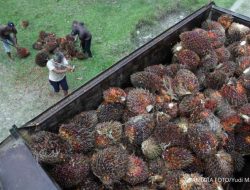 Sebelum Zona ODOL, GAPKI Minta Pemerintah Perbaiki Aturan Jalan Sebelum Zona ODOL, GAPKI Minta Pemerintah Perbaiki Aturan Jalan